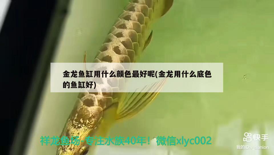 金龍魚缸用什么顏色最好呢(金龍用什么底色的魚缸好)