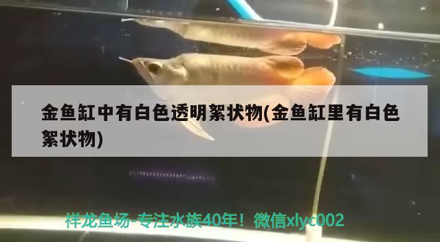 金魚缸中有白色透明絮狀物(金魚缸里有白色絮狀物)