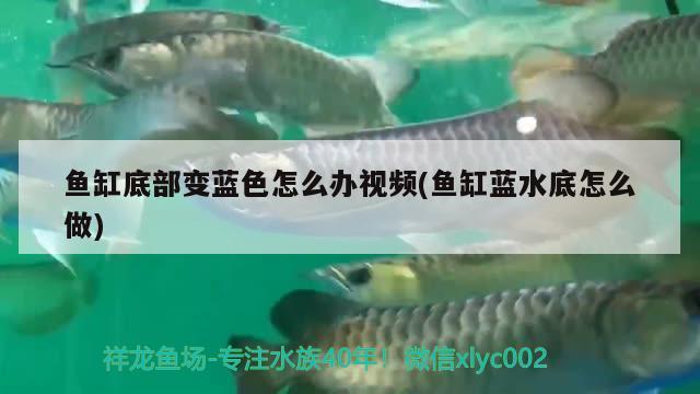 魚缸底部變藍色怎么辦視頻(魚缸藍水底怎么做) 一眉道人魚