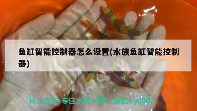 魚(yú)缸智能控制器怎么設(shè)置(水族魚(yú)缸智能控制器) 賽級(jí)紅龍魚(yú)