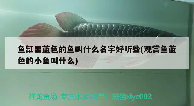 魚缸里藍色的魚叫什么名字好聽些(觀賞魚藍色的小魚叫什么)