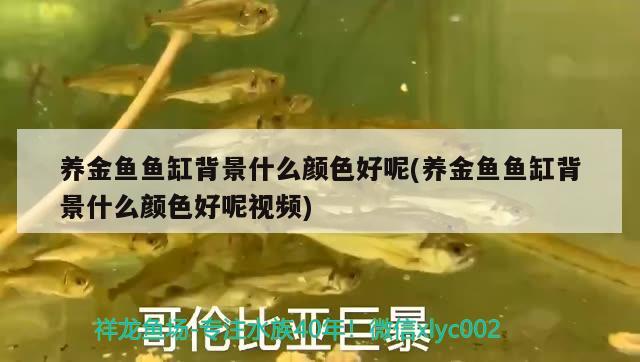 養(yǎng)金魚魚缸背景什么顏色好呢(養(yǎng)金魚魚缸背景什么顏色好呢視頻) 印尼紅龍魚