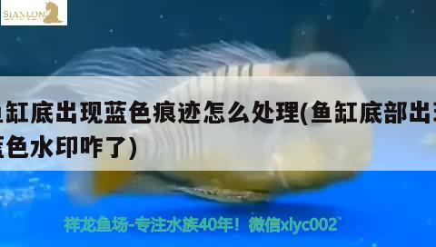 魚缸底出現(xiàn)藍色痕跡怎么處理(魚缸底部出現(xiàn)藍色水印咋了)