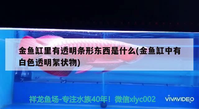 金魚缸里有透明條形東西是什么(金魚缸中有白色透明絮狀物)