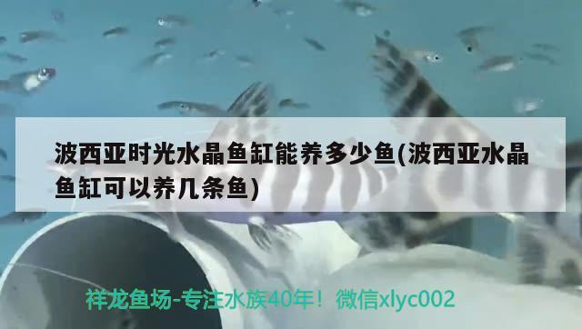 波西亞時(shí)光水晶魚(yú)缸能養(yǎng)多少魚(yú)(波西亞水晶魚(yú)缸可以養(yǎng)幾條魚(yú)) 哥倫比亞巨暴魚(yú)苗