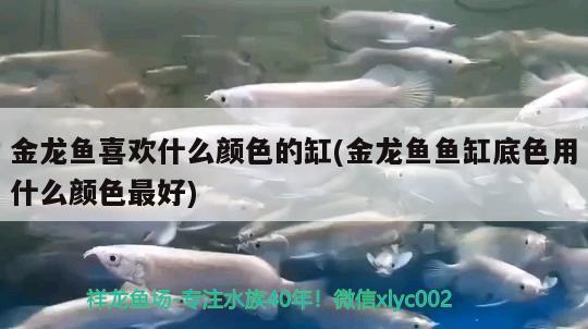 金龍魚喜歡什么顏色的缸(金龍魚魚缸底色用什么顏色最好)