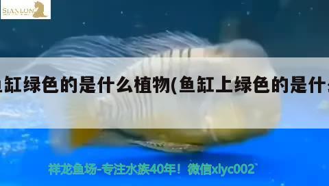 魚(yú)缸綠色的是什么植物(魚(yú)缸上綠色的是什么)