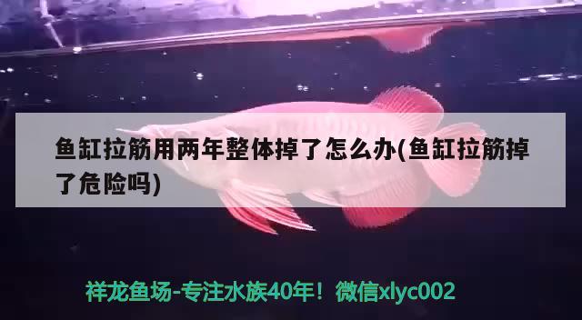 魚缸拉筋用兩年整體掉了怎么辦(魚缸拉筋掉了危險嗎)