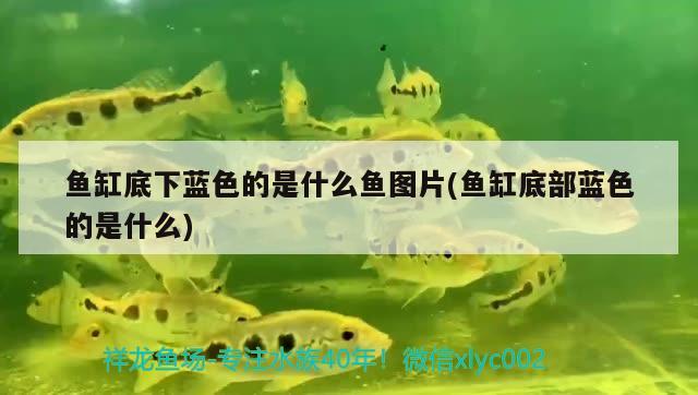 魚缸底下藍(lán)色的是什么魚圖片(魚缸底部藍(lán)色的是什么) 熱帶魚魚苗批發(fā)