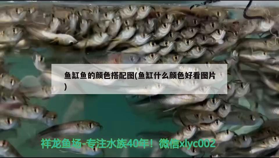 魚缸魚的顏色搭配圖(魚缸什么顏色好看圖片)