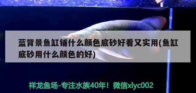 藍(lán)背景魚(yú)缸鋪什么顏色底砂好看又實(shí)用(魚(yú)缸底砂用什么顏色的好)