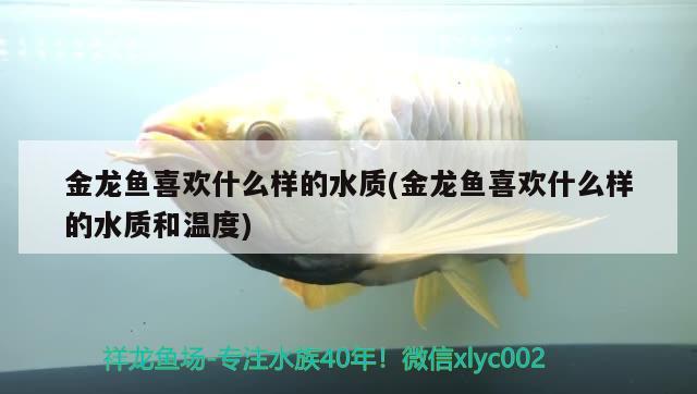 金龍魚喜歡什么樣的水質(zhì)(金龍魚喜歡什么樣的水質(zhì)和溫度) 申古銀版魚