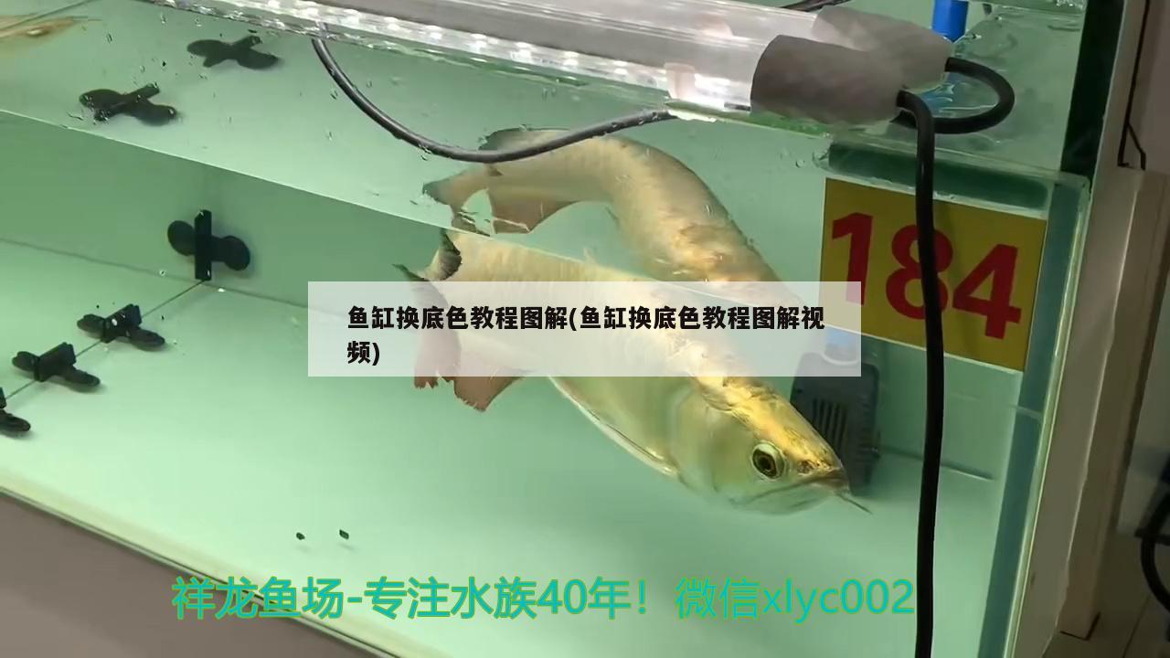 魚缸換底色教程圖解(魚缸換底色教程圖解視頻)