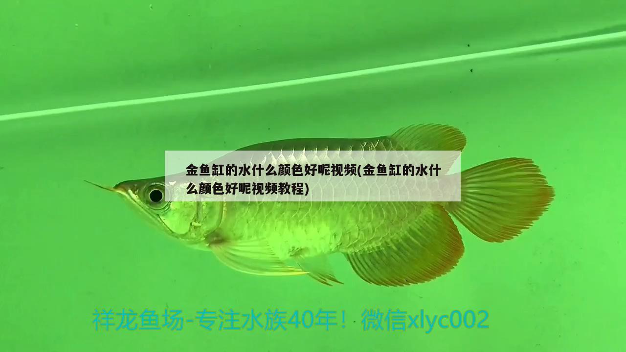 金魚缸的水什么顏色好呢視頻(金魚缸的水什么顏色好呢視頻教程)