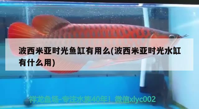 波西米亞時光魚缸有用么(波西米亞時光水缸有什么用) 泰龐海蓮魚