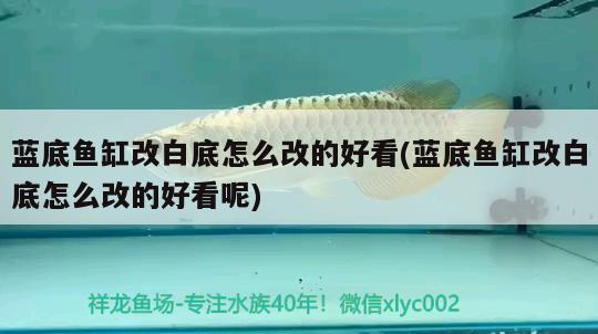 藍(lán)底魚(yú)缸改白底怎么改的好看(藍(lán)底魚(yú)缸改白底怎么改的好看呢) 元寶鳳凰魚(yú)專(zhuān)用魚(yú)糧