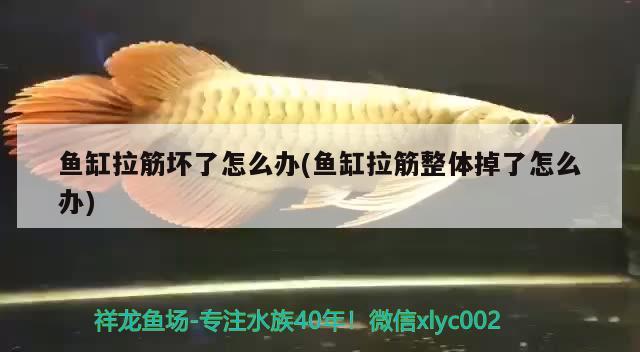 魚缸拉筋壞了怎么辦(魚缸拉筋整體掉了怎么辦) 水族維護(hù)服務(wù)（上門）