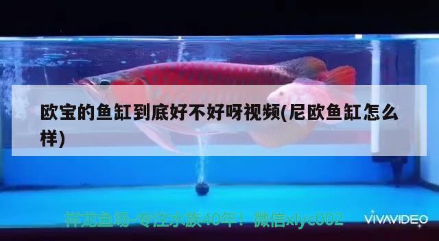 歐寶的魚缸到底好不好呀視頻(尼歐魚缸怎么樣) 觀賞魚飼料