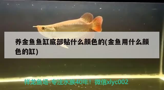 養(yǎng)金魚(yú)魚(yú)缸底部貼什么顏色的(金魚(yú)用什么顏色的缸) 銀龍魚(yú)苗