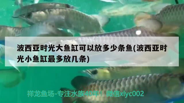 波西亞時光大魚缸可以放多少條魚(波西亞時光小魚缸最多放幾條)