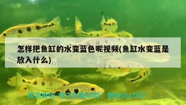 怎樣把魚(yú)缸的水變藍(lán)色呢視頻(魚(yú)缸水變藍(lán)是放入什么) 白條過(guò)背金龍魚(yú)