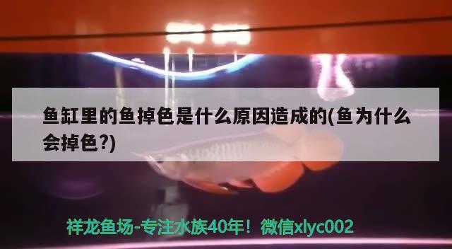 魚缸里的魚掉色是什么原因造成的(魚為什么會掉色?)