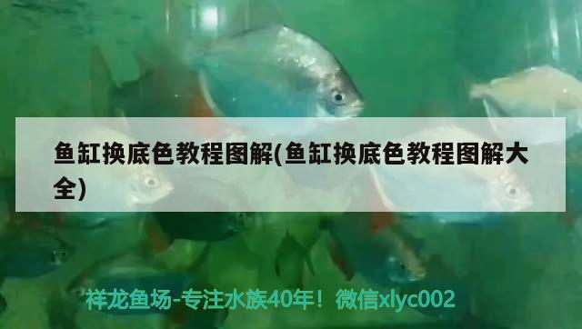 魚缸換底色教程圖解(魚缸換底色教程圖解大全)