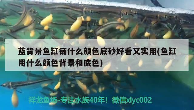 藍(lán)背景魚缸鋪什么顏色底砂好看又實(shí)用(魚缸用什么顏色背景和底色)