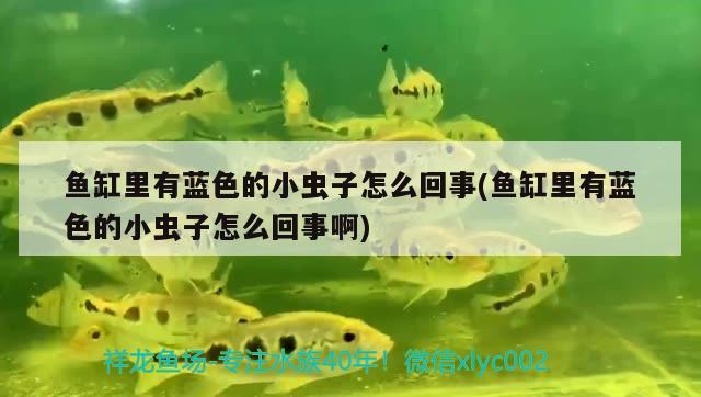 魚(yú)缸里有藍(lán)色的小蟲(chóng)子怎么回事(魚(yú)缸里有藍(lán)色的小蟲(chóng)子怎么回事啊)