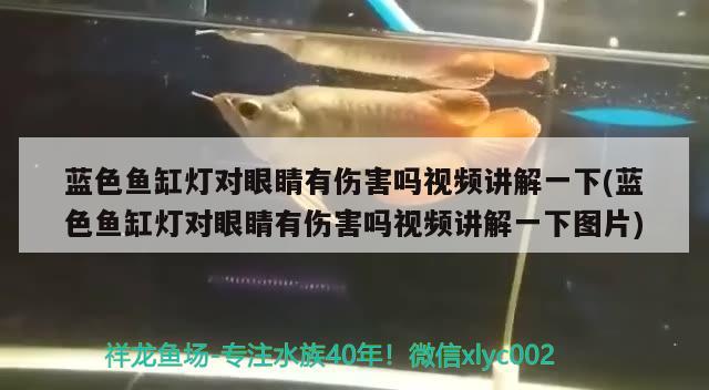 藍色魚缸燈對眼睛有傷害嗎視頻講解一下(藍色魚缸燈對眼睛有傷害嗎視頻講解一下圖片) 雙線側(cè)魚