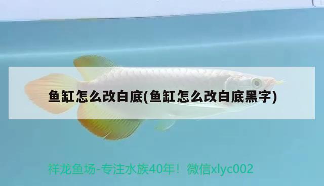 魚缸怎么改白底(魚缸怎么改白底黑字) 觀賞魚飼料