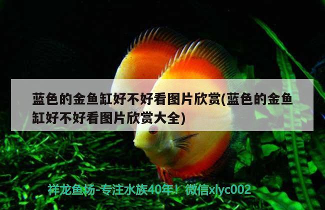 藍色的金魚缸好不好看圖片欣賞(藍色的金魚缸好不好看圖片欣賞大全) 羅漢魚