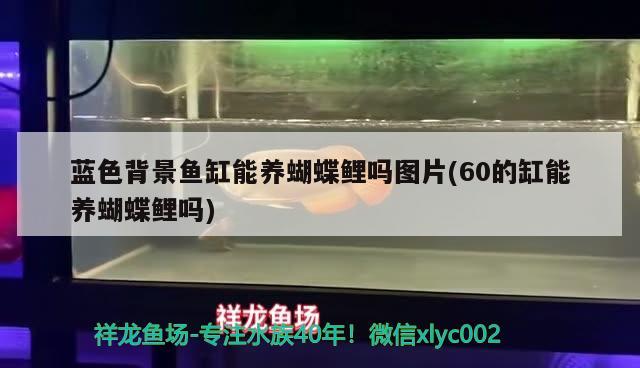 藍(lán)色背景魚缸能養(yǎng)蝴蝶鯉嗎圖片(60的缸能養(yǎng)蝴蝶鯉嗎)