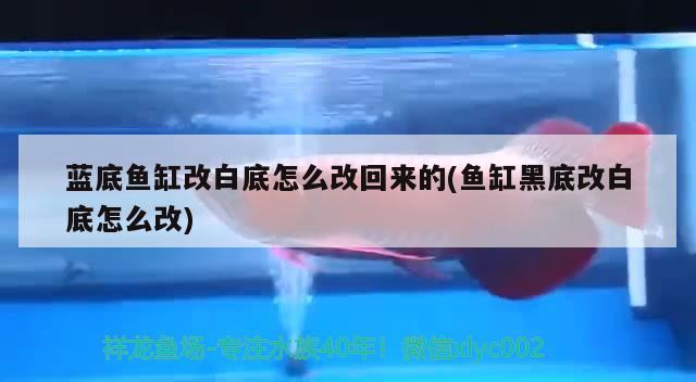 藍(lán)底魚缸改白底怎么改回來的(魚缸黑底改白底怎么改)