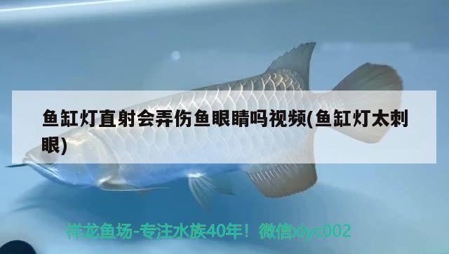 魚缸燈直射會(huì)弄傷魚眼睛嗎視頻(魚缸燈太刺眼) 水族世界