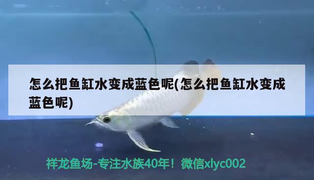 怎么把魚缸水變成藍色呢(怎么把魚缸水變成藍色呢) 觀賞魚批發(fā)