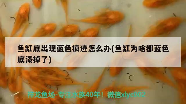 魚缸底出現(xiàn)藍(lán)色痕跡怎么辦(魚缸為啥都藍(lán)色底漆掉了)