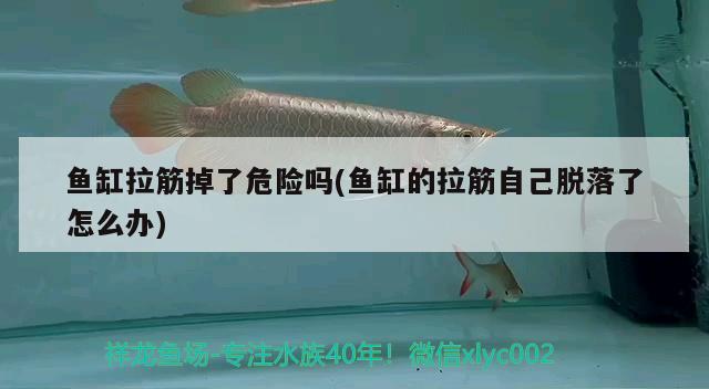 魚(yú)缸拉筋掉了危險(xiǎn)嗎(魚(yú)缸的拉筋自己脫落了怎么辦) 和尚魚(yú)