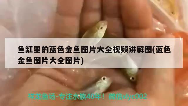 魚缸里的藍色金魚圖片大全視頻講解圖(藍色金魚圖片大全圖片) 泰龐海鰱魚