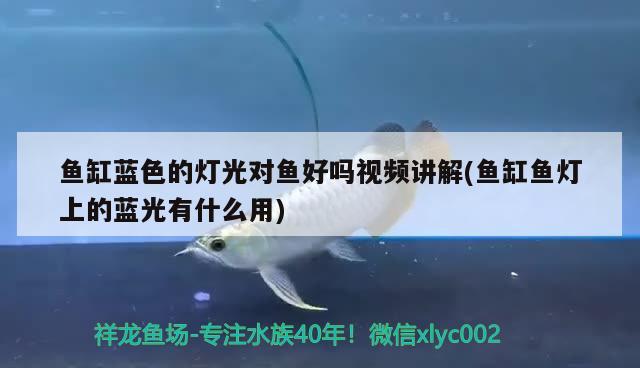 魚缸藍色的燈光對魚好嗎視頻講解(魚缸魚燈上的藍光有什么用)