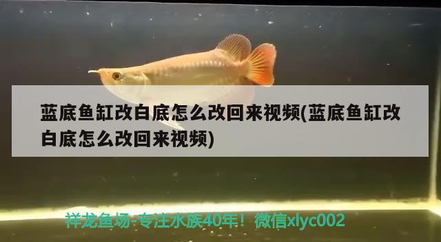 藍(lán)底魚缸改白底怎么改回來視頻(藍(lán)底魚缸改白底怎么改回來視頻)