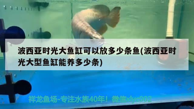 波西亞時光大魚缸可以放多少條魚(波西亞時光大型魚缸能養(yǎng)多少條)