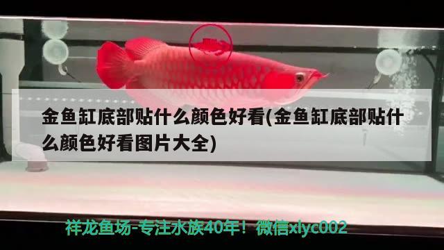 金魚缸底部貼什么顏色好看(金魚缸底部貼什么顏色好看圖片大全)