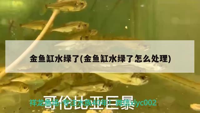 金魚(yú)缸水綠了(金魚(yú)缸水綠了怎么處理) 野彩魚(yú)