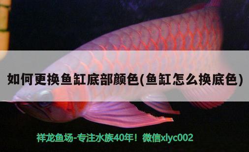 如何更換魚(yú)缸底部顏色(魚(yú)缸怎么換底色) 觀(guān)賞蝦蟹等飼料