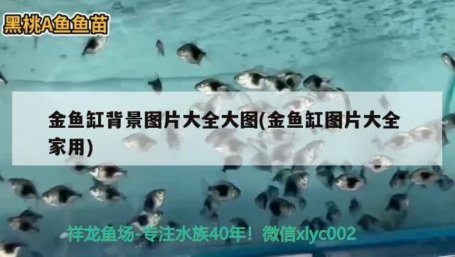 金魚缸背景圖片大全大圖(金魚缸圖片大全家用) 非洲金鼓魚