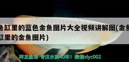 魚缸里的藍色金魚圖片大全視頻講解圖(金魚缸里的金魚圖片)