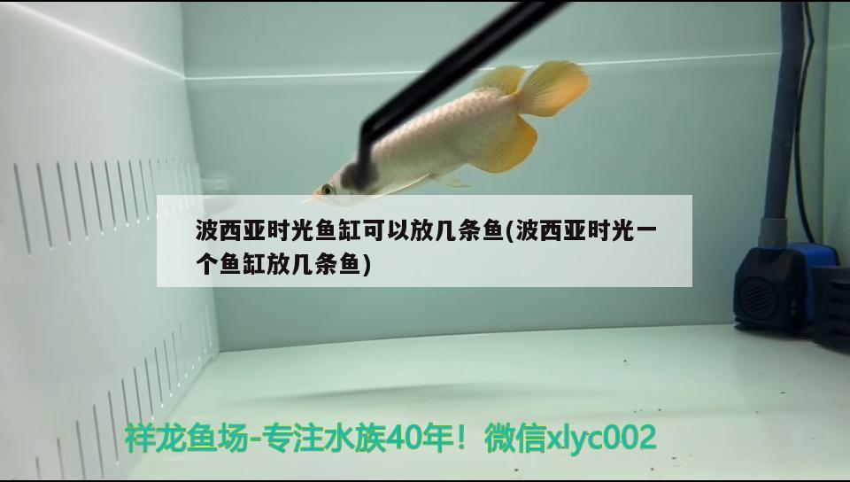 波西亞時光魚缸可以放幾條魚(波西亞時光一個魚缸放幾條魚) 祥龍龍魚專用水族燈