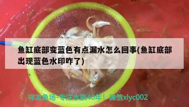 魚缸底部變藍(lán)色有點漏水怎么回事(魚缸底部出現(xiàn)藍(lán)色水印咋了) 觀賞魚企業(yè)目錄 第2張