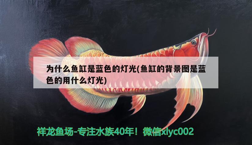 為什么魚缸是藍色的燈光(魚缸的背景圖是藍色的用什么燈光)